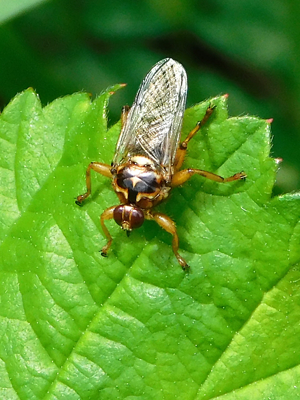 kuklorodka psia / kloš  Hippobosca longipennis Fabricius, 1805