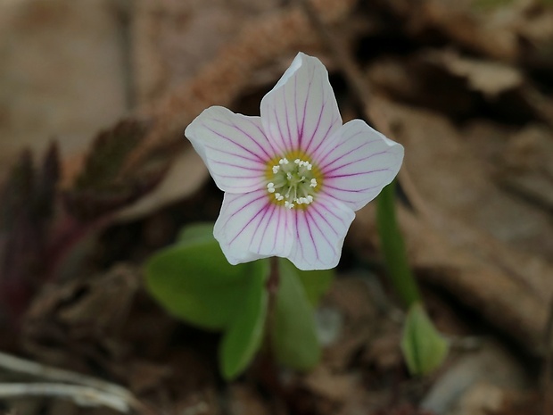 kyslička obyčajná Oxalis acetosella L.