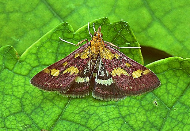 vijačka purpurová Pyrausta purpuralis