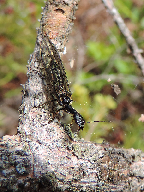 dlhokrčka obyčajná / dlouhošíjka žlutonohá ♀ Raphidia flavipes Stein, 1863