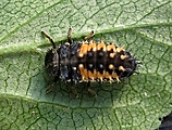 larva lienky