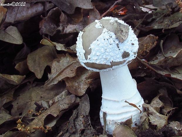 muchotrávka hrubá Amanita excelsa (Fr.) Bertill.