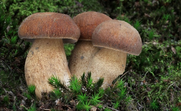 hríb dubový Boletus reticulatus Schaeff.