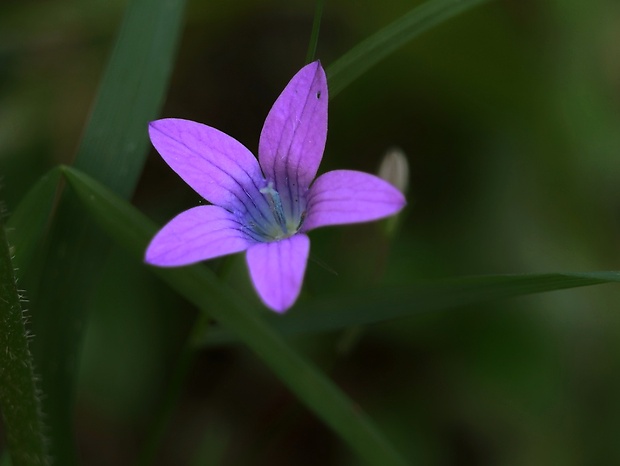 zvonček konáristý Campanula patula L.