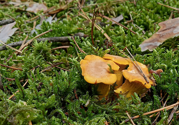 kuriatko jedlé Cantharellus cibarius Fr.