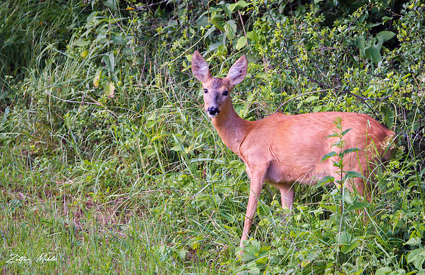 srna lesna Capreolus capreolus