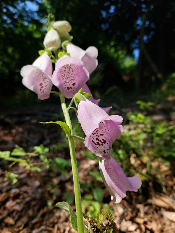 náprstník červený Digitalis purpurea L.