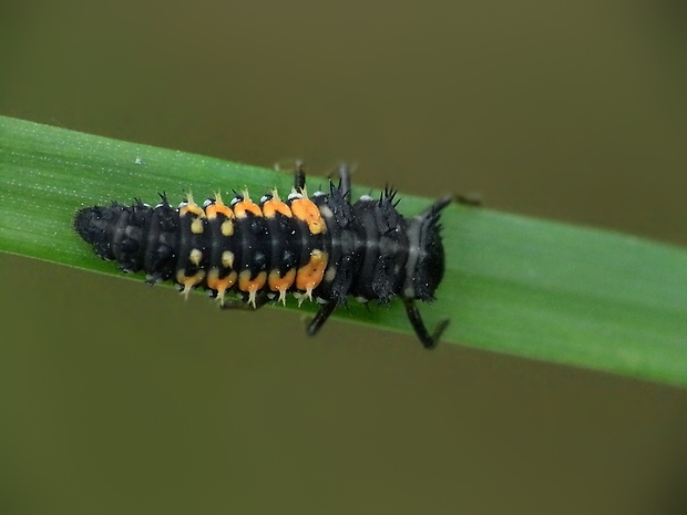 lienka - larva Harmonia axyridis