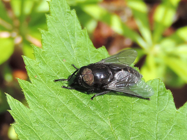 ovad / ovád ♂ Hybomitra micans Meigen, 1804