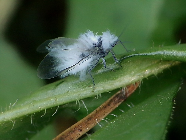 stromárka buková Phyllaphis fagi