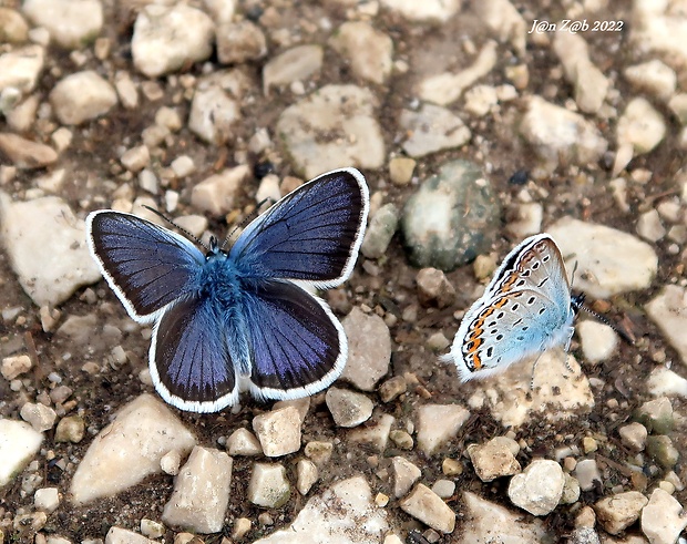 modráčik čiernoobrúbený Plebejus argus  (Linnaeus, 1758)