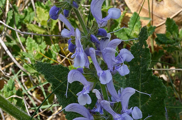 šalvia lúčna Salvia pratensis L.