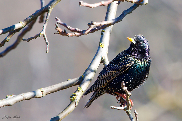 škorec obyčajný Sturnus vulgaris