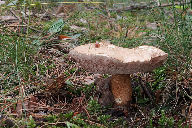 podhríb žlčový Tylopilus felleus (Bull.) P. Karst.