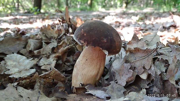 hríb bronzový Boletus aereus Bull. ex Fr.