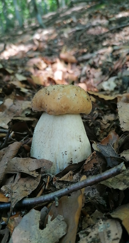 hríb dubový Boletus reticulatus Schaeff.