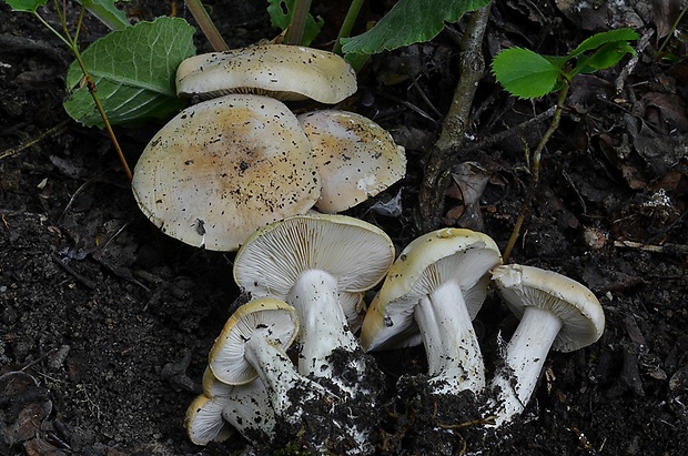 čírovnica májová Calocybe gambosa (Fr.) Donk