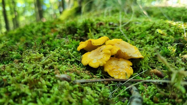 kuriatko Cantharellus sp.