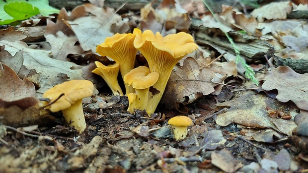 kuriatko Cantharellus sp.