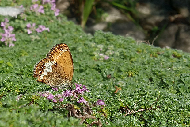 očkáň medničkový  Coenonympha arcania