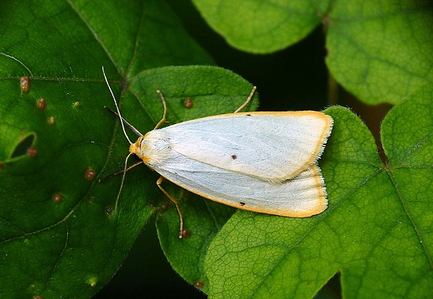 lišajníkovec belavý Cybosia mesomella