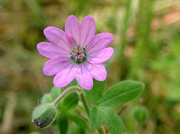 pakost pyrenejský Geranium pyrenaicum