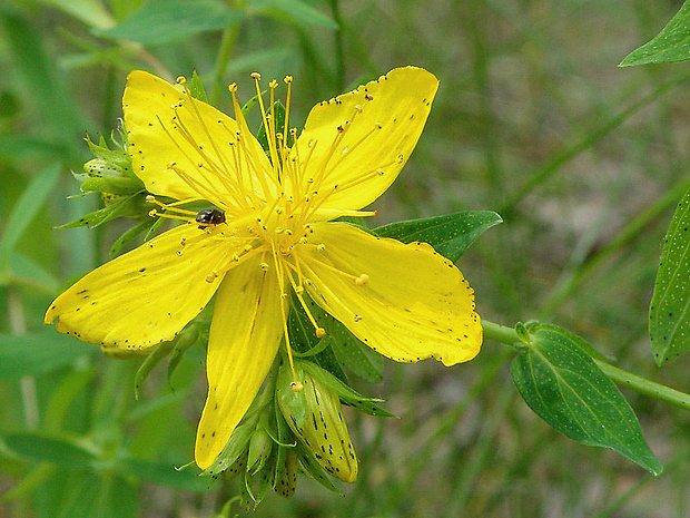 ľubovník bodkovaný Hypericum perforatum L.