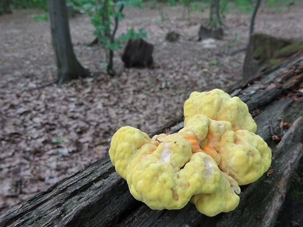 sírovec obyčajný Laetiporus sulphureus (Bull.) Murrill