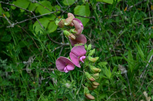 hrachor širokolistý Lathyrus latifolius L.