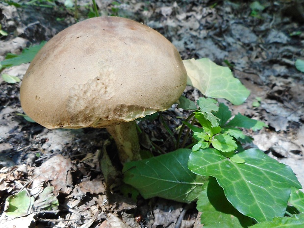 kozák topoľový Leccinum duriusculum (Schulzer ex Kalchbr.) Singer