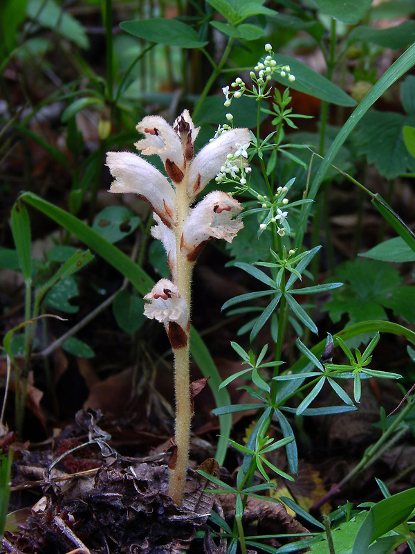 záraza obyčajná Orobanche caryophyllacea Sm.