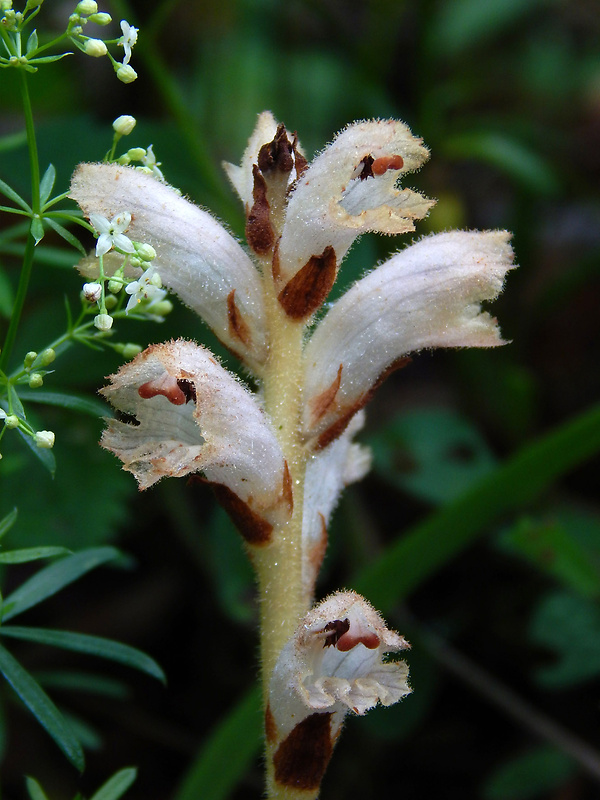 záraza obyčajná Orobanche caryophyllacea Sm.