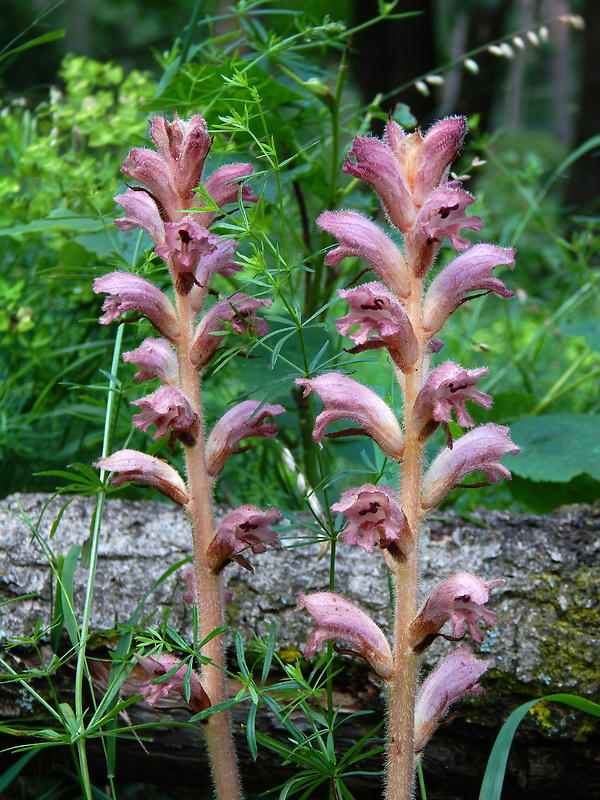 záraza obyčajná Orobanche caryophyllacea Sm.