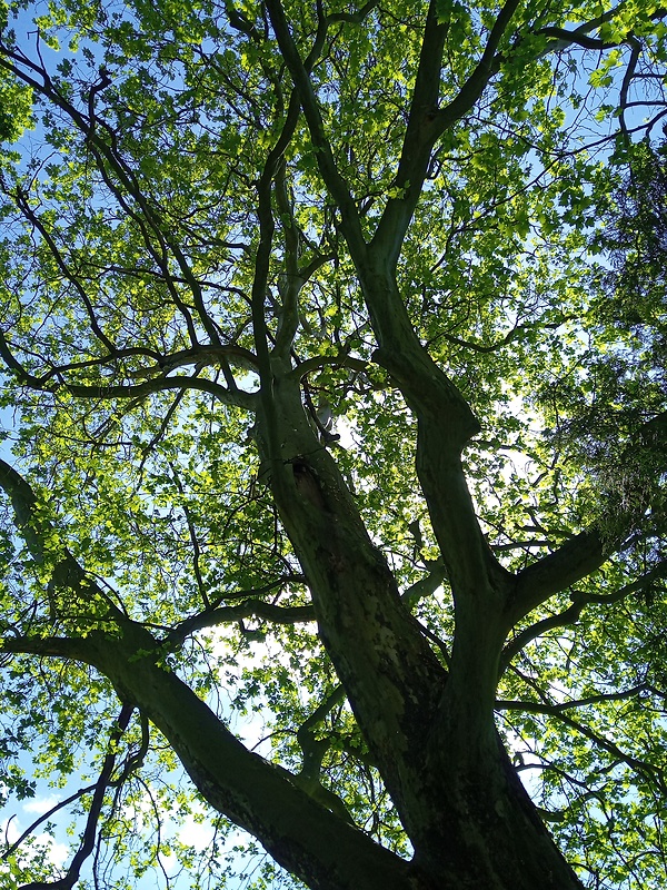 platan javorolistý Platanus hispanica Münchh.