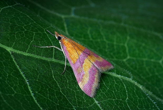 vijačka krvavočervená (sk) / zavíječ krvavý (cz) Pyrausta sanguinalis (Linnaeus, 1767)