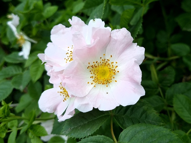 ruža šípová Rosa canina L.