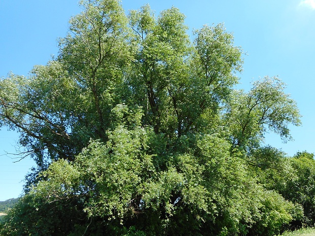 vŕba krehká Salix euxina I.V.Belyaeva