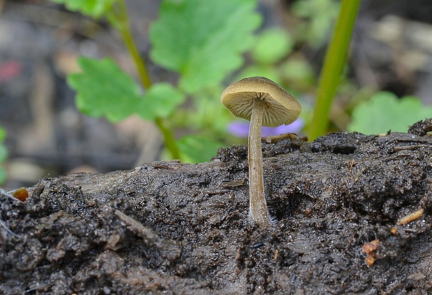 smeťovička hnedoolivová Simocybe centunculus (Fr.) P. Karst