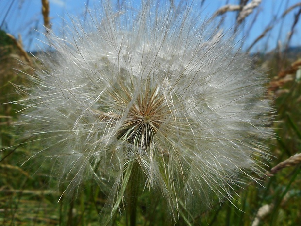 kozobrada Tragopogon sp. L.