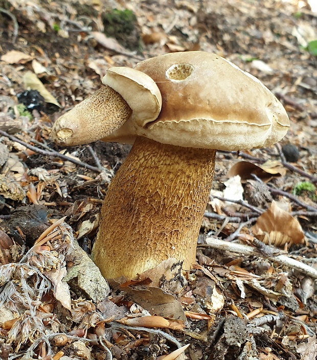 podhríb žlčový Tylopilus felleus (Bull.) P. Karst.