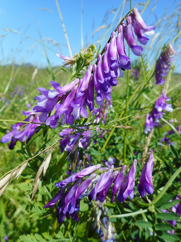 vika Vicia sp. Žertová