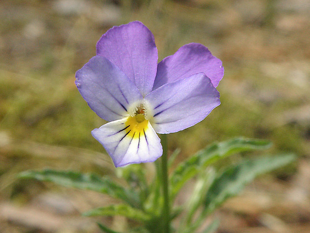 fialka trojfarebná Viola tricolor L. emend. F. W. Schmidt