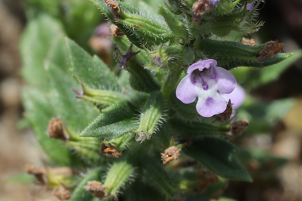 dušovka roľná Acinos arvensis (Lam.) Dandy