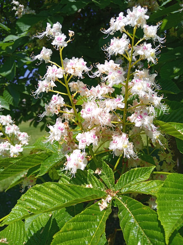 pagaštan konský Aesculus hippocastanum L.