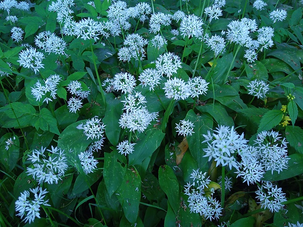 cesnak medvedí Allium ursinum L.