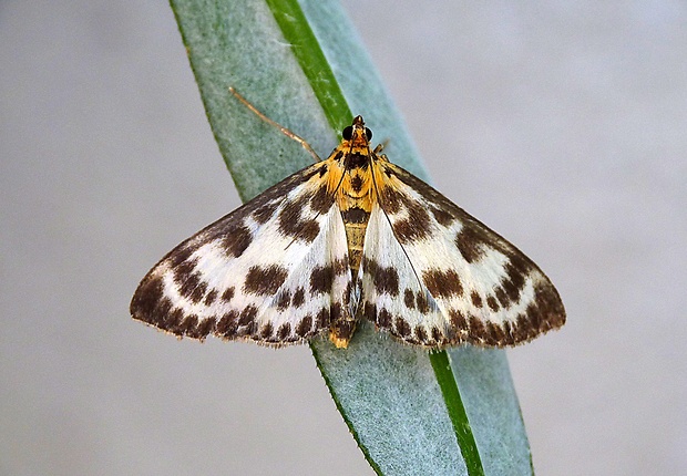 vijačka záhradná Anania hortulata