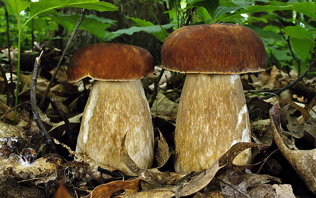 hríb dubový Boletus reticulatus Schaeff.