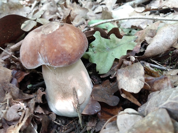 hríb dubový Boletus reticulatus Schaeff.