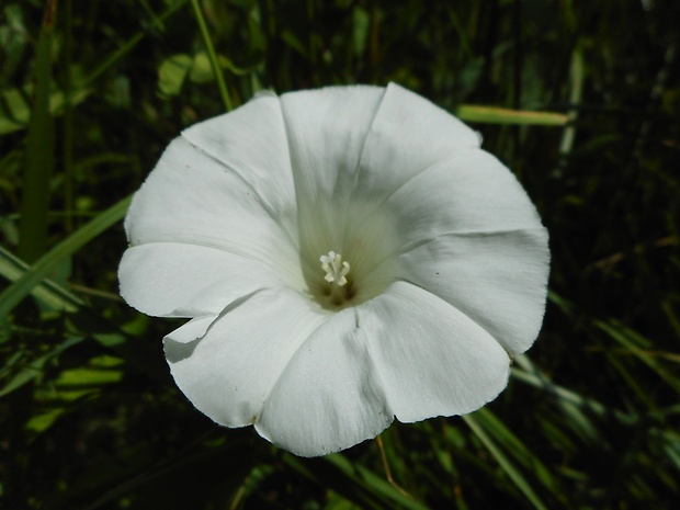 povoja plotná Calystegia sepium (L.) R. Br.