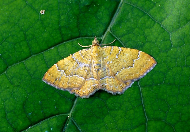 piadivka žihľavová Camptogramma bilineata